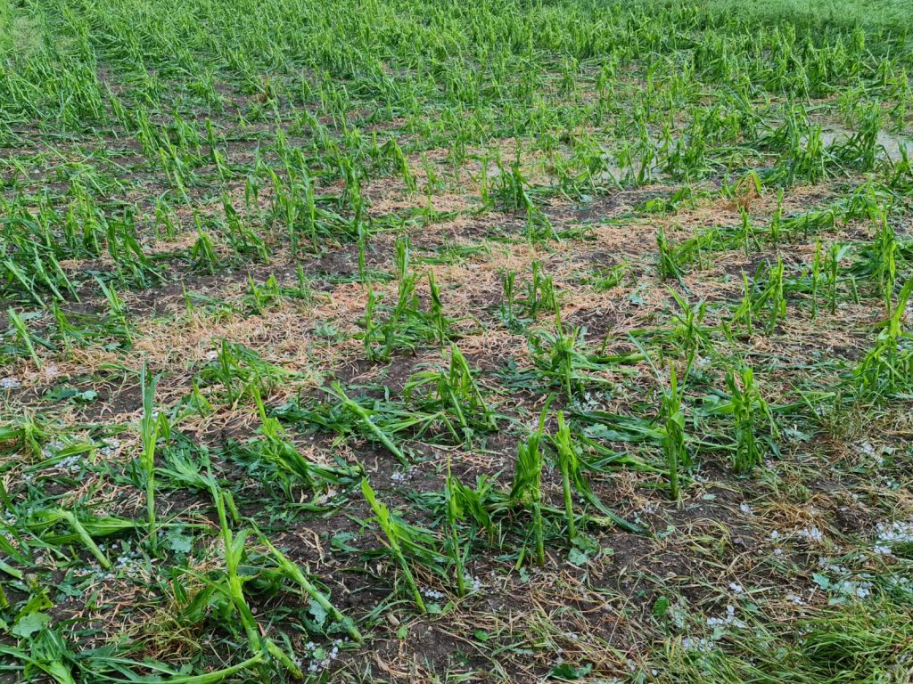 Hagelschäden an Mais in Lenzing am 22.6.2021