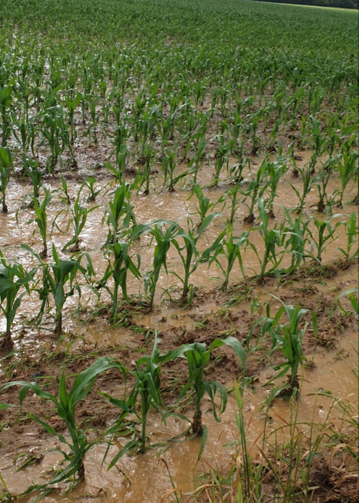 Verschlämmung bei Mais in Weiden bei Rechnitz